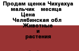 Продам щенка Чихуахуа,мальчик,3 месяца › Цена ­ 5 000 - Челябинская обл. Животные и растения » Собаки   